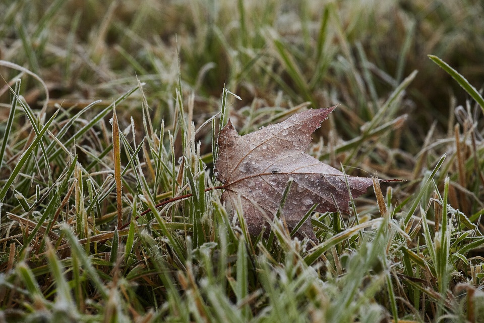 До +15 градусов днем и холодные ночи ожидаются в Псковской области 7 октября