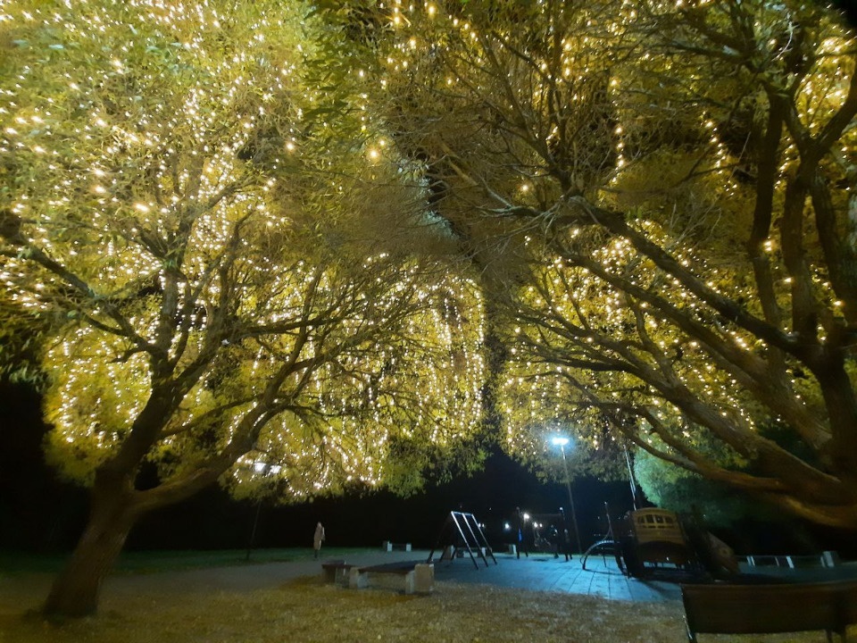 Финский парк в Пскове украсили светящиеся ивы Финский парк в Пскове украсили светящиеся ивы