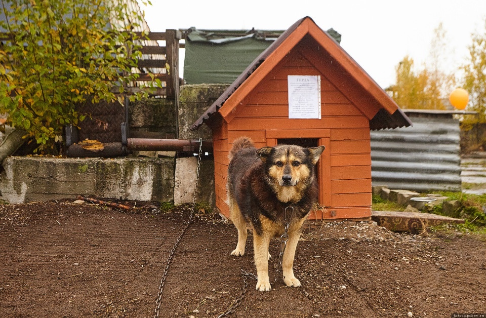 Эколого-познавательный центр может появиться на базе приюта «Зоозащита» в Пскове Эколого-познавательный центр может появиться на базе приюта «Зоозащита» в Пскове