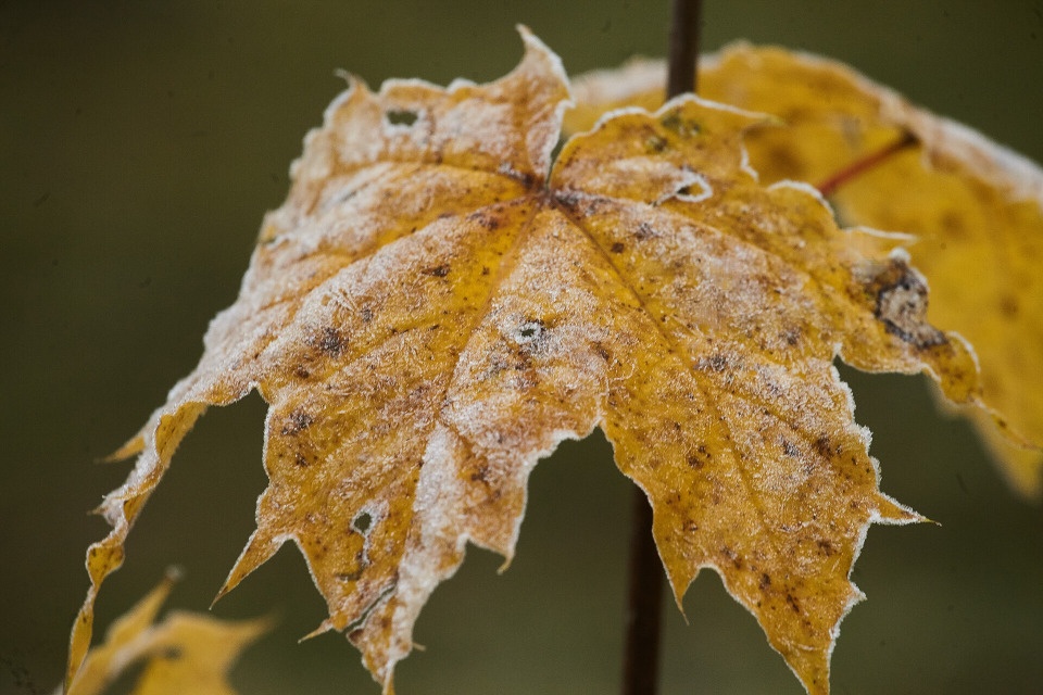 До +15 градусов ожидается в Псковской области 8 октября