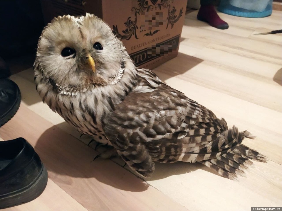 Разбившая окно сова спасена псковичами