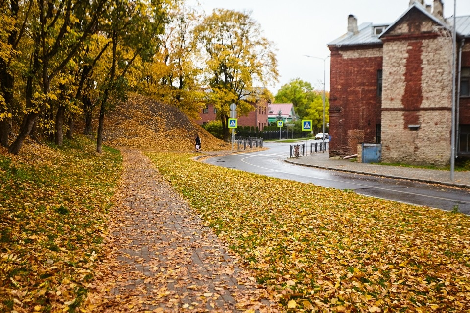 До 14 градусов тепла и облачность ожидаются в Псковской области 12 октября
