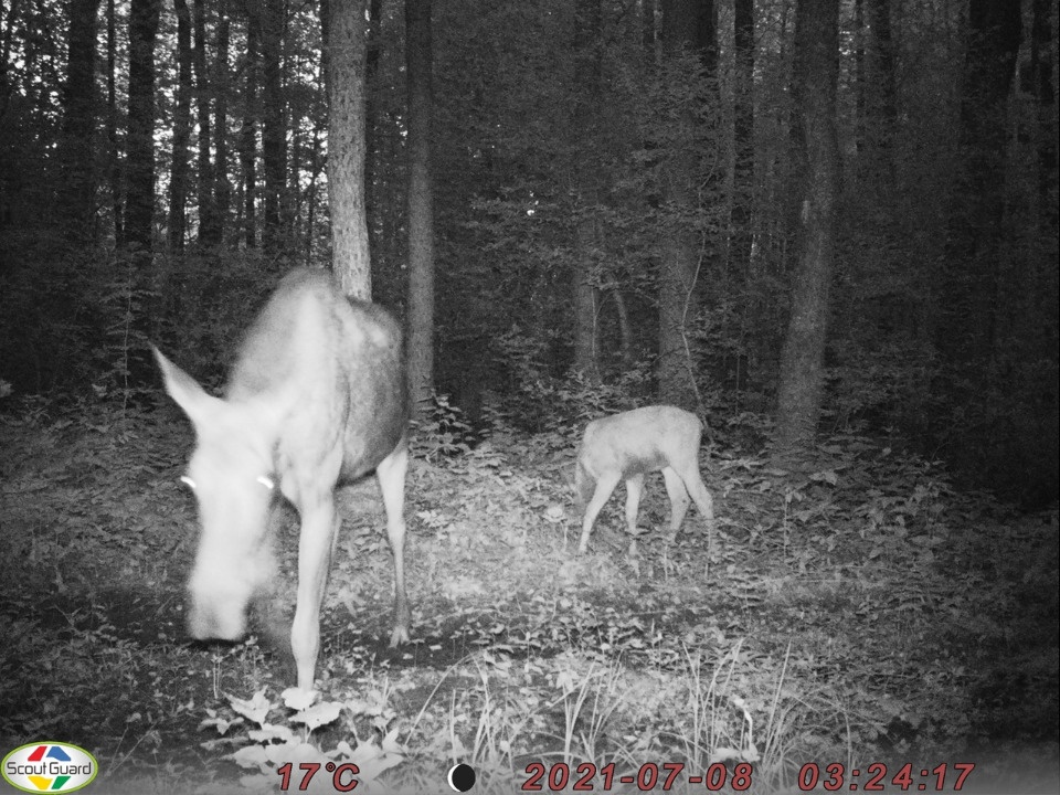 Фотоловушка Полистовского заповедника засняла семью лосей