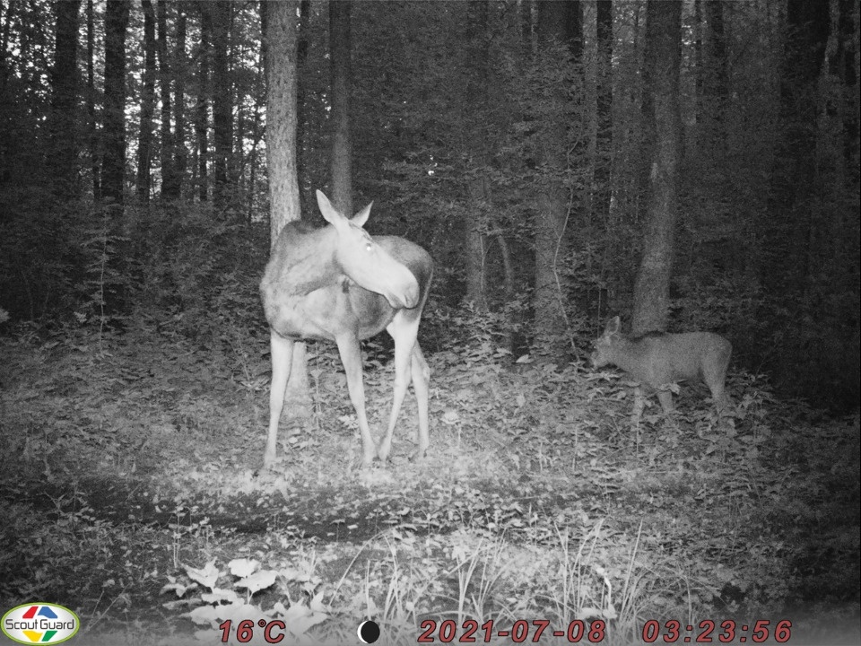 Фотоловушка Полистовского заповедника засняла семью лосей