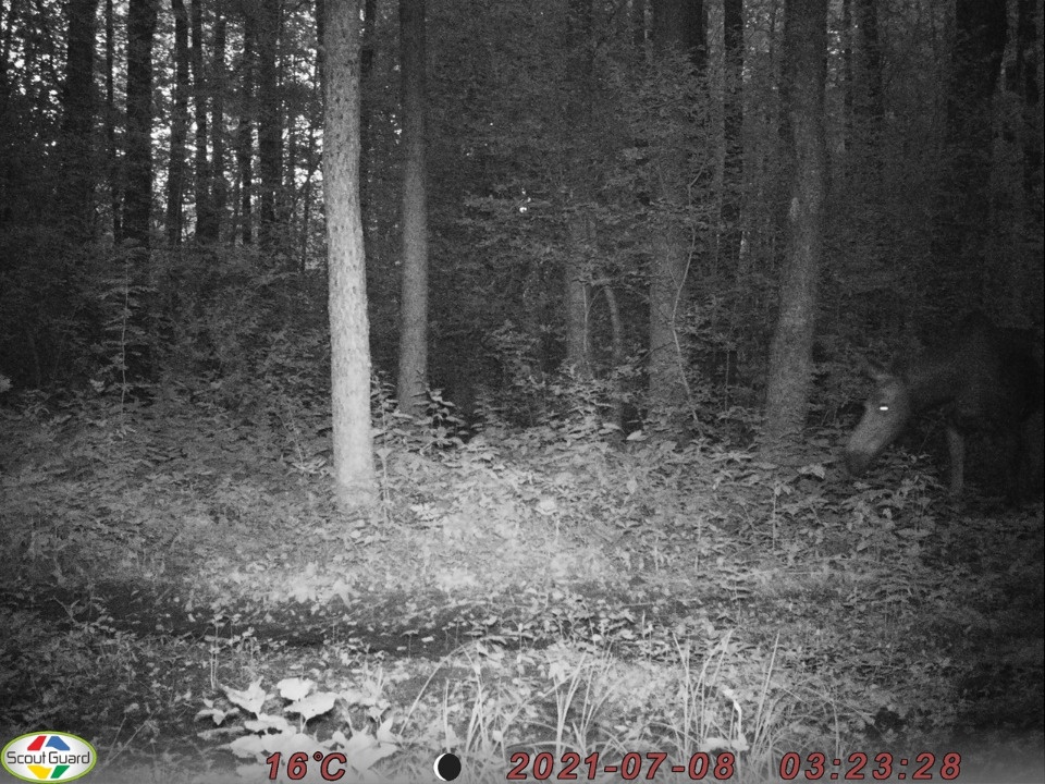 Фотоловушка Полистовского заповедника засняла семью лосей