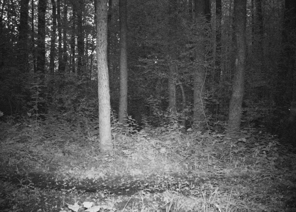 Фотоловушка Полистовского заповедника засняла семью лосей