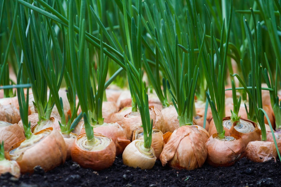 Россельхозбанк создаёт условия для ускорения цифровизации АПК