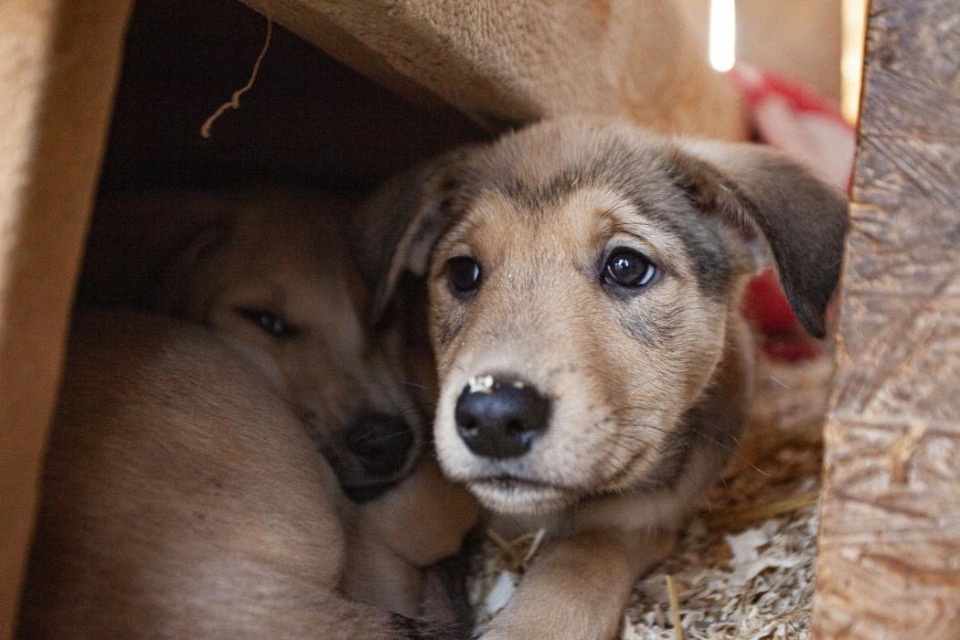 Бесплатное чипирование питомцев предлагает псковичам приют «Лесопилка»