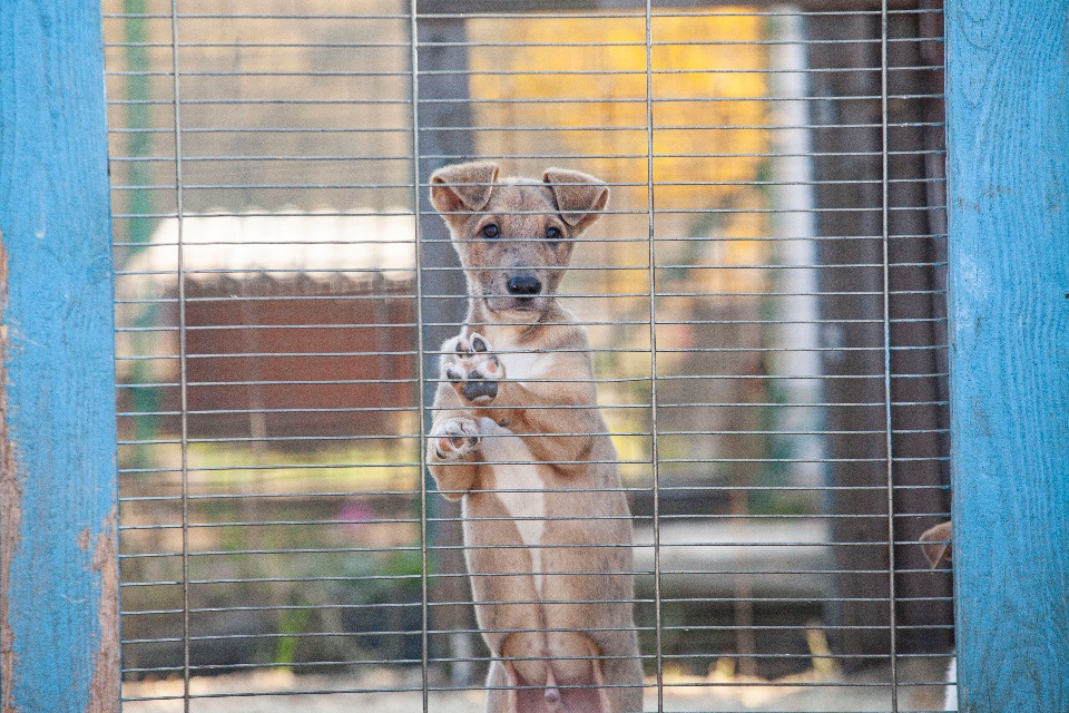 Бесплатное чипирование питомцев предлагает псковичам приют «Лесопилка»