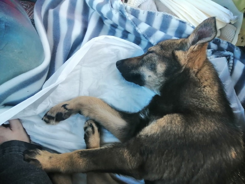 Машина для Шарика