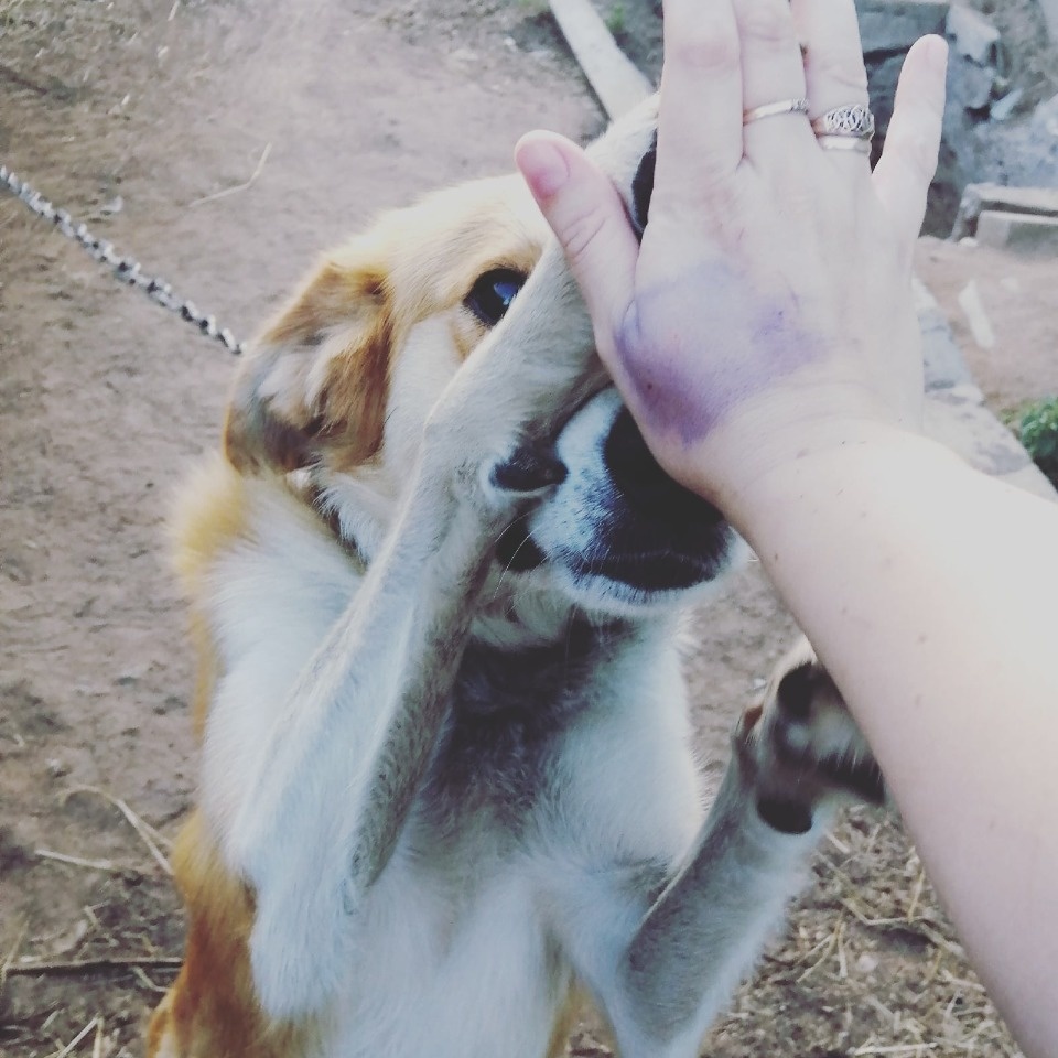 Машина для Шарика