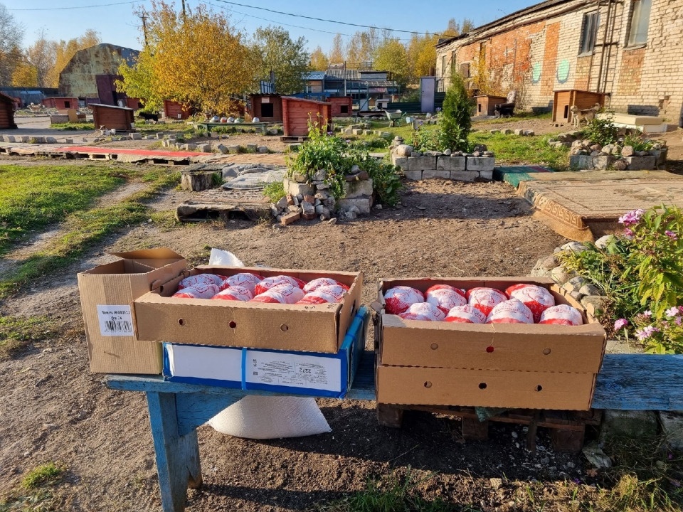 Более 15 тысяч рублей получил приют «Лесопилка» после акции по сбору макулатуры