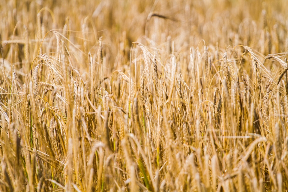 33,7 тыс. га озимых зерновых культур посеяли в Псковской области