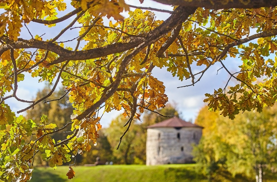 Небольшой дождь и до +8 градусов ожидаются в Псковской области 19 октября Небольшой дождь и до +8 градусов ожидаются в Псковской области 19 октября