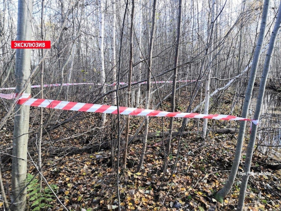 Тело новорожденного ребенка нашли в лесу в районе псковского аэропорта