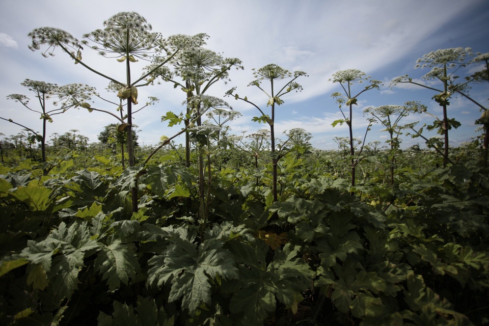 Компенсацию затрат на борьбу с борщевиком могут получить многодетные семьи Псковской области