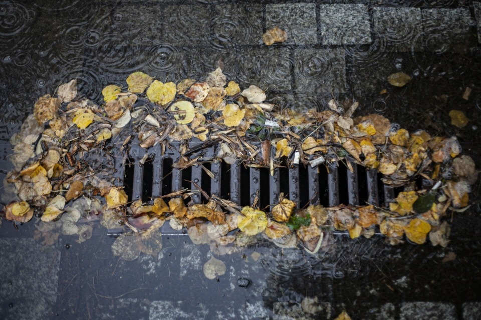 До 12 градусов тепла и дожди ожидаются в Псковской области 20 октября