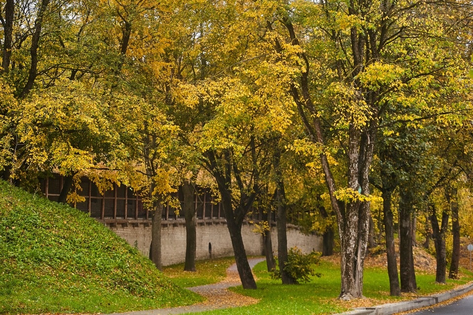 До 10 градусов тепла прогнозируется в Псковской области 26 октября