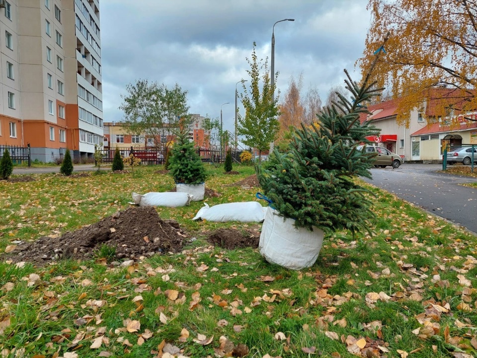 Порядка 150 новых деревьев высаживают на Завеличье в Пскове