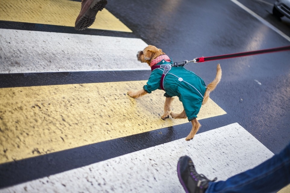 До +14 градусов и небольшой дождь прогнозируется в Псковской области 28 октября