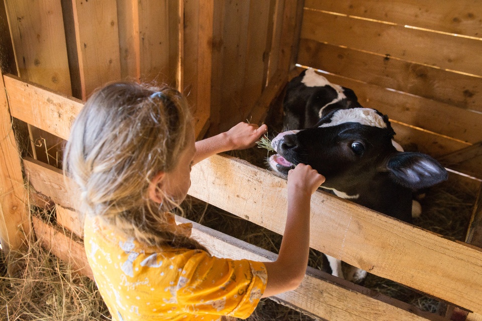 Понятие «сельский туризм» закрепили в законодательстве Псковской области