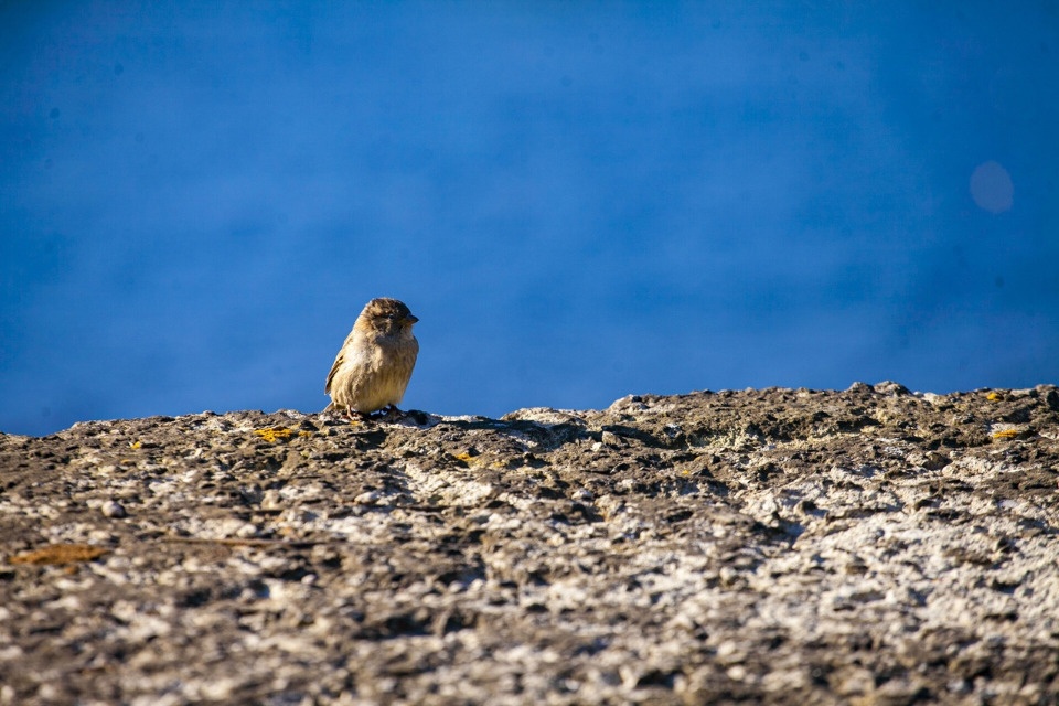 До 14 градусов тепла прогреется воздух в Псковской области 29 октября