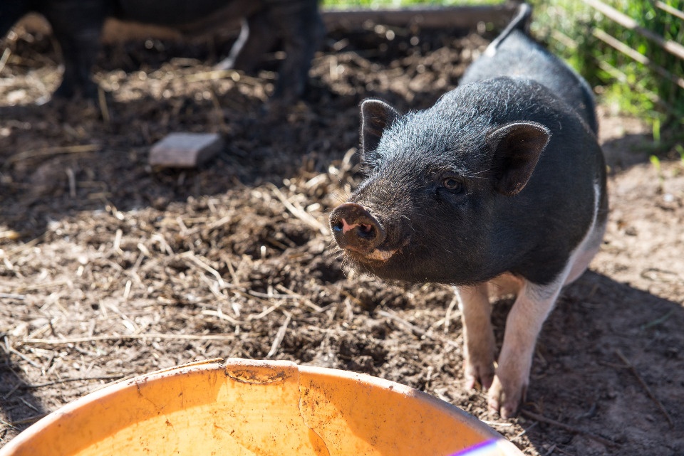 Материалы расследования сокрытия вспышки АЧС на предприятии Псковской области переданы в следственные органы 