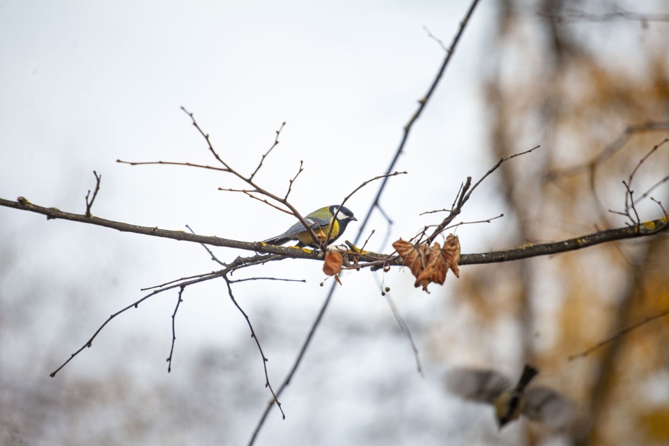 До 9 градусов тепла прогреется воздух в Псковской области 11 ноября