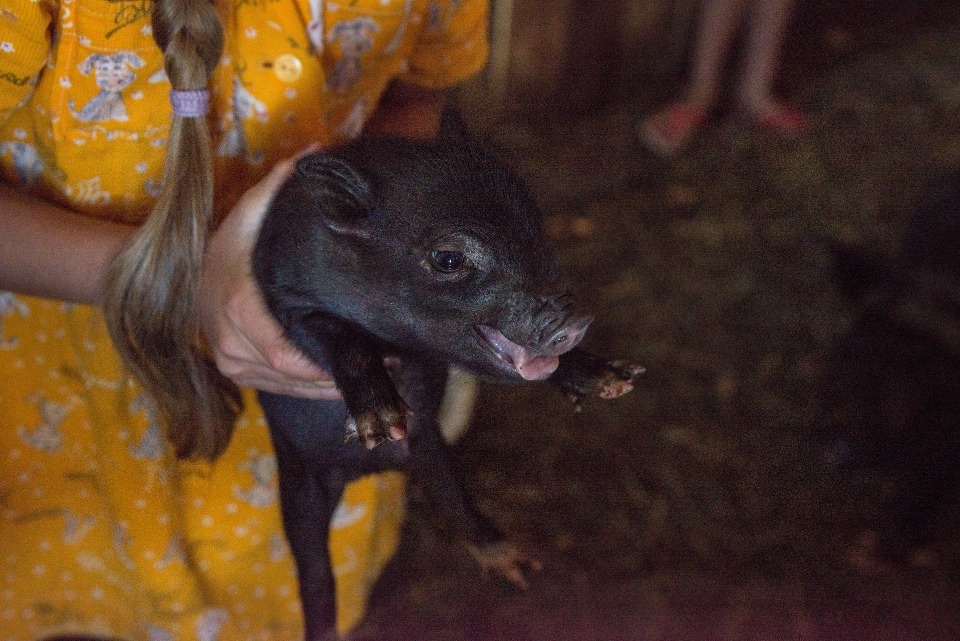 Карантин по АЧС снят на предприятии в Порховском районе