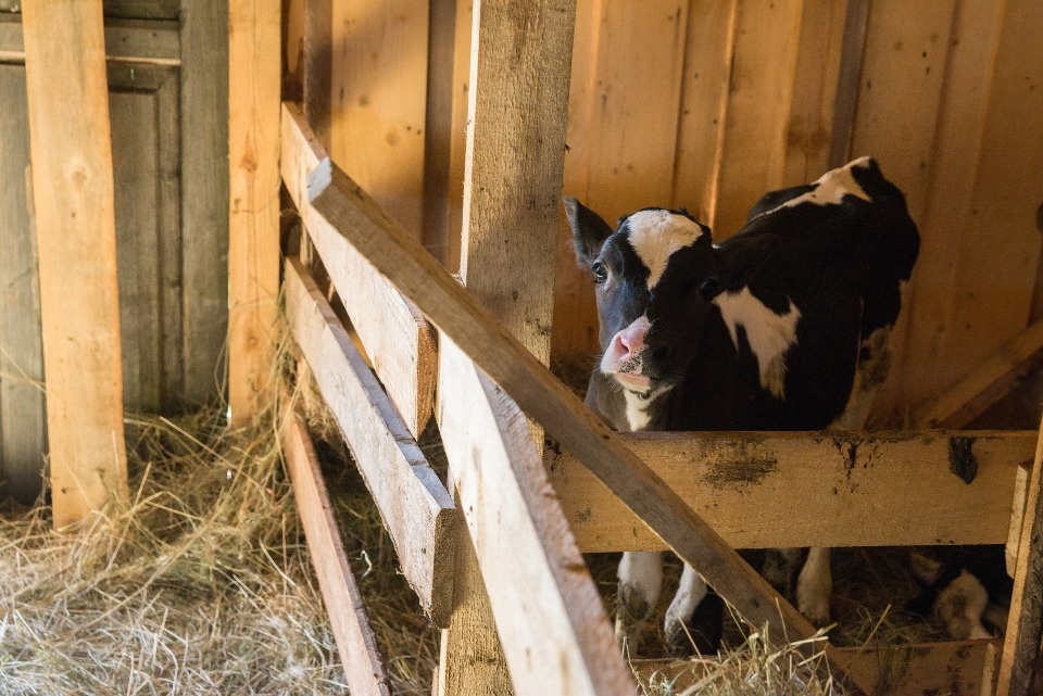 Модернизацию ветеринарной службы продолжат в Псковской области