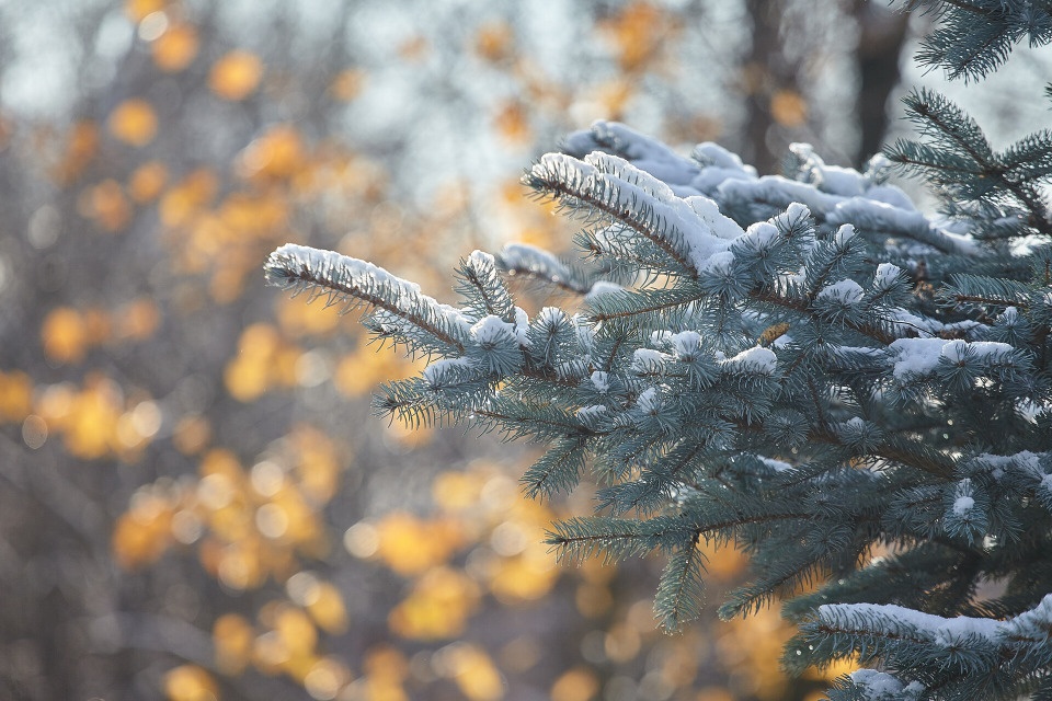До +4 градусов прогреется воздух в Псковской области 17 ноября