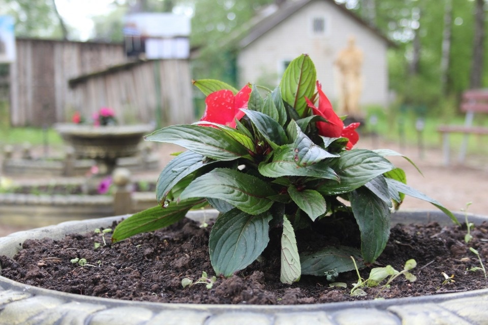 ТОС в деревне хозяин