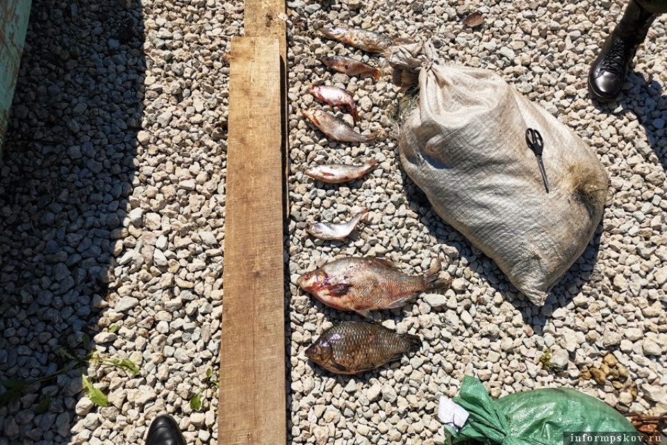 Сотрудники ОМВД изъяли у браконьеров рыбу в Гдовском районе Сотрудники ОМВД изъяли у браконьеров рыбу в Гдовском районе