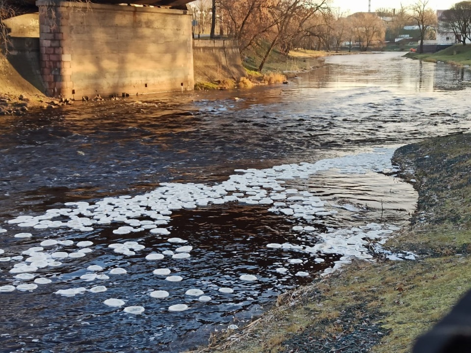«Блинчатый» лед запечатлели  жительницы Псковской области