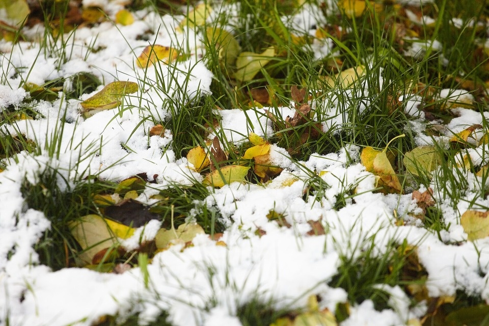 До +5 градусов ожидается в Псковской области 24 ноября