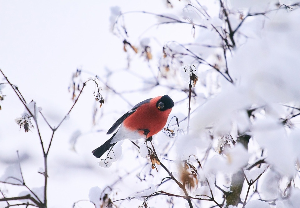 До -15 градусов ожидается в Псковской области 6 декабря