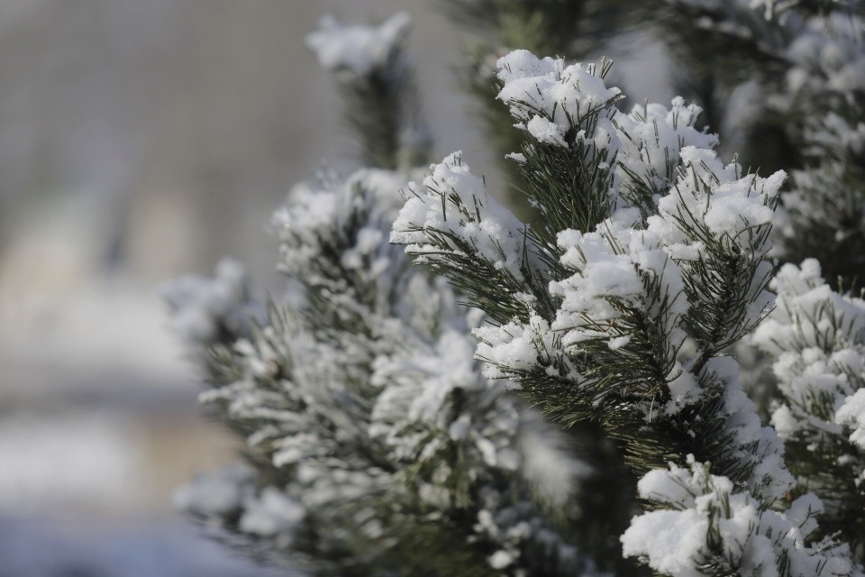 До -6 градусов похолодает в Псковской области в ночь на 14 декабря До -6 градусов похолодает в Псковской области в ночь на 14 декабря