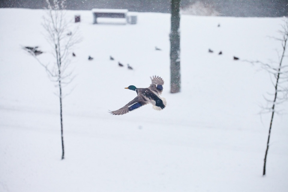 До -5 градусов ожидается в Псковской области 14 декабря