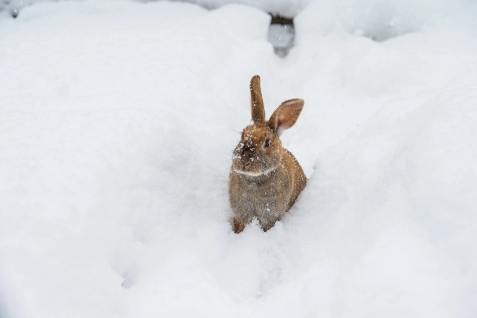 До -10 градусов опустится температура воздуха в Псковской области 24 декабря До -10 градусов опустится температура воздуха в Псковской области 24 декабря