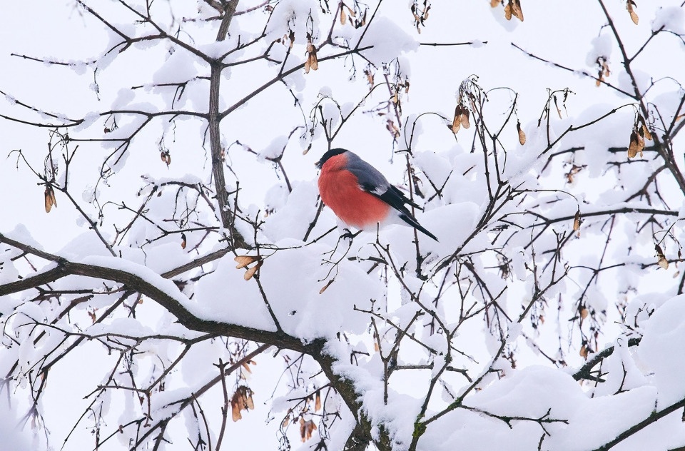 До -10 градусов ожидается в Псковской области 27 декабря