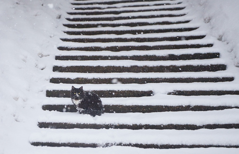 Морозный день ожидается в Псковской области 29 декабря