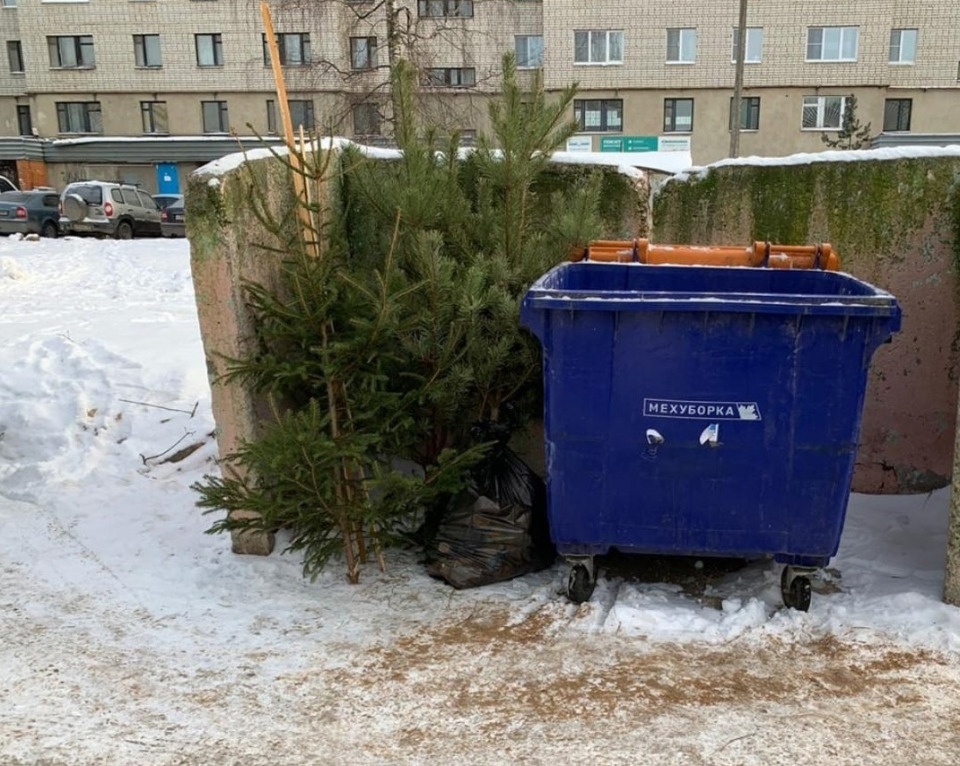 Псковичей просят не выбрасывать новогодние елки в контейнеры