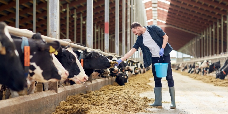 Новый законопроект об использовании навоза позволит снизить издержки производства на единицу конечной продукции