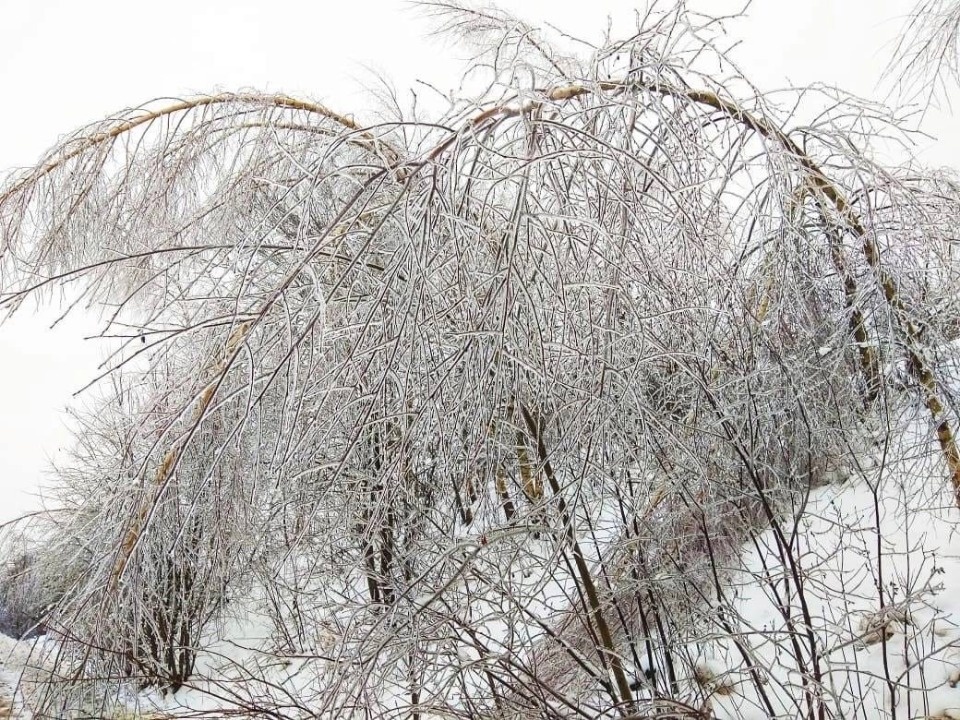 Сильный ветер и колебания температуры принесет в Псковскую область циклон «Эльза»