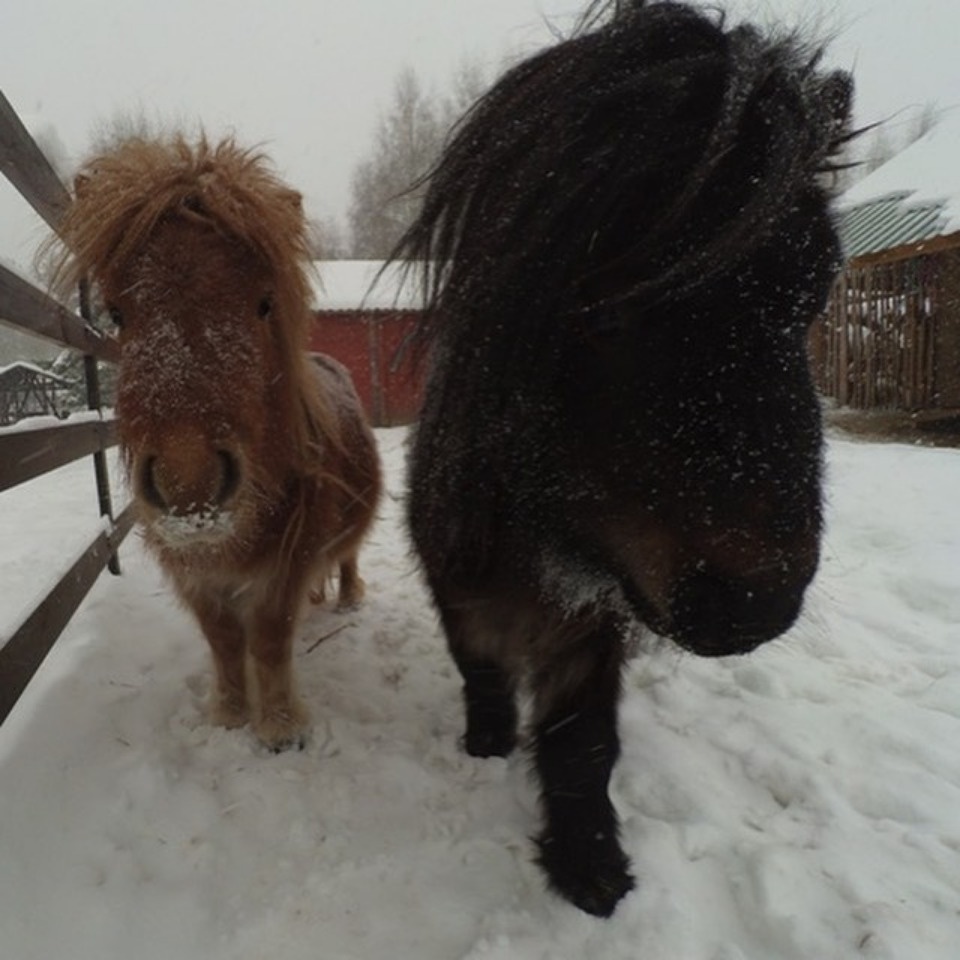 Михаил Ведерников прокомментировал закрытие пушкиногорского «Зоограда»
