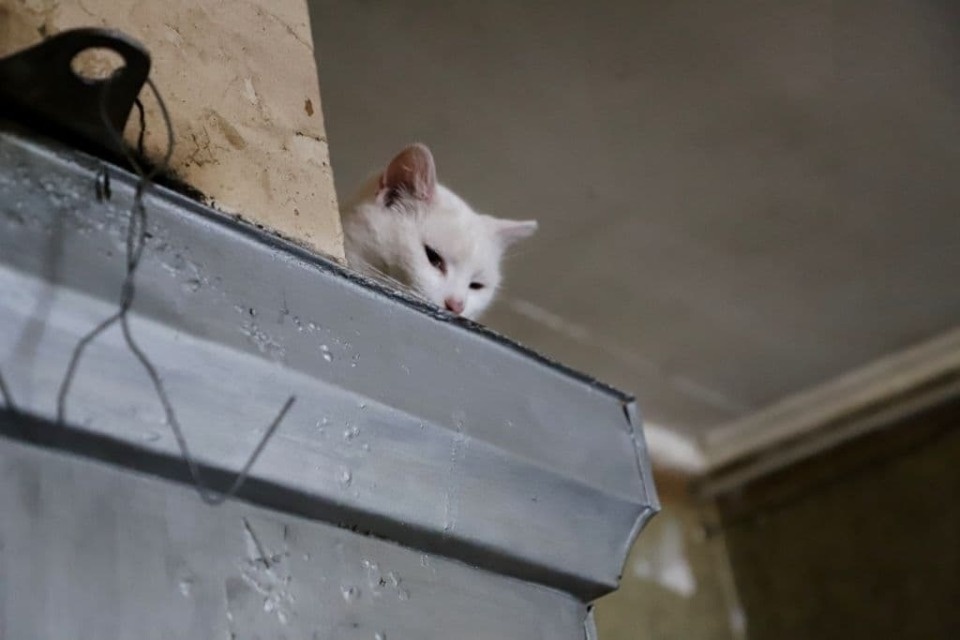 Полиция спасла женщину из пожара в Псковской области