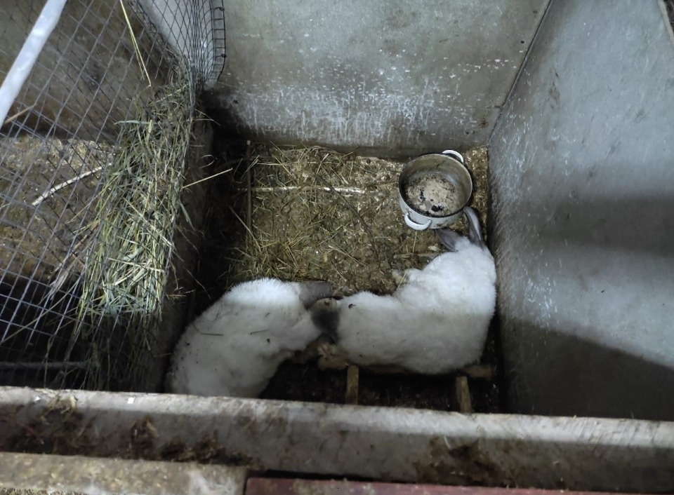 Бродячие собаки растерзали домашних кроликов и куриц в Дно