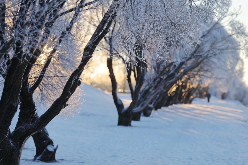 До -9 градусов и метель ожидаются в Псковской области в ночь на 18 января