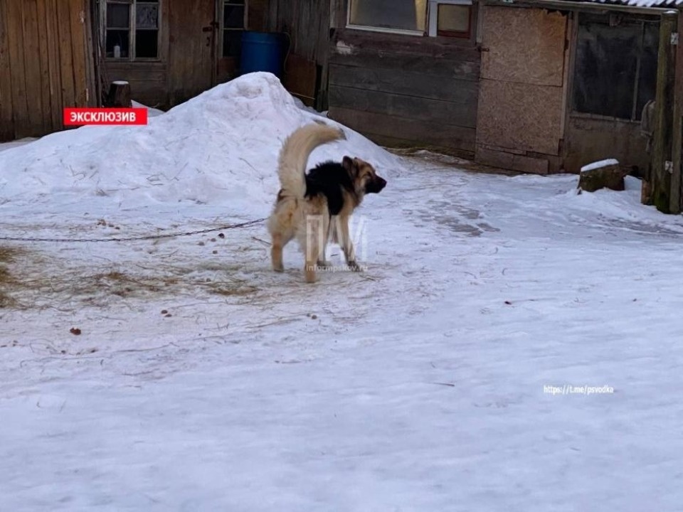 Немецкая овчарка покусала двоих детей и их мать в Печорском районе 