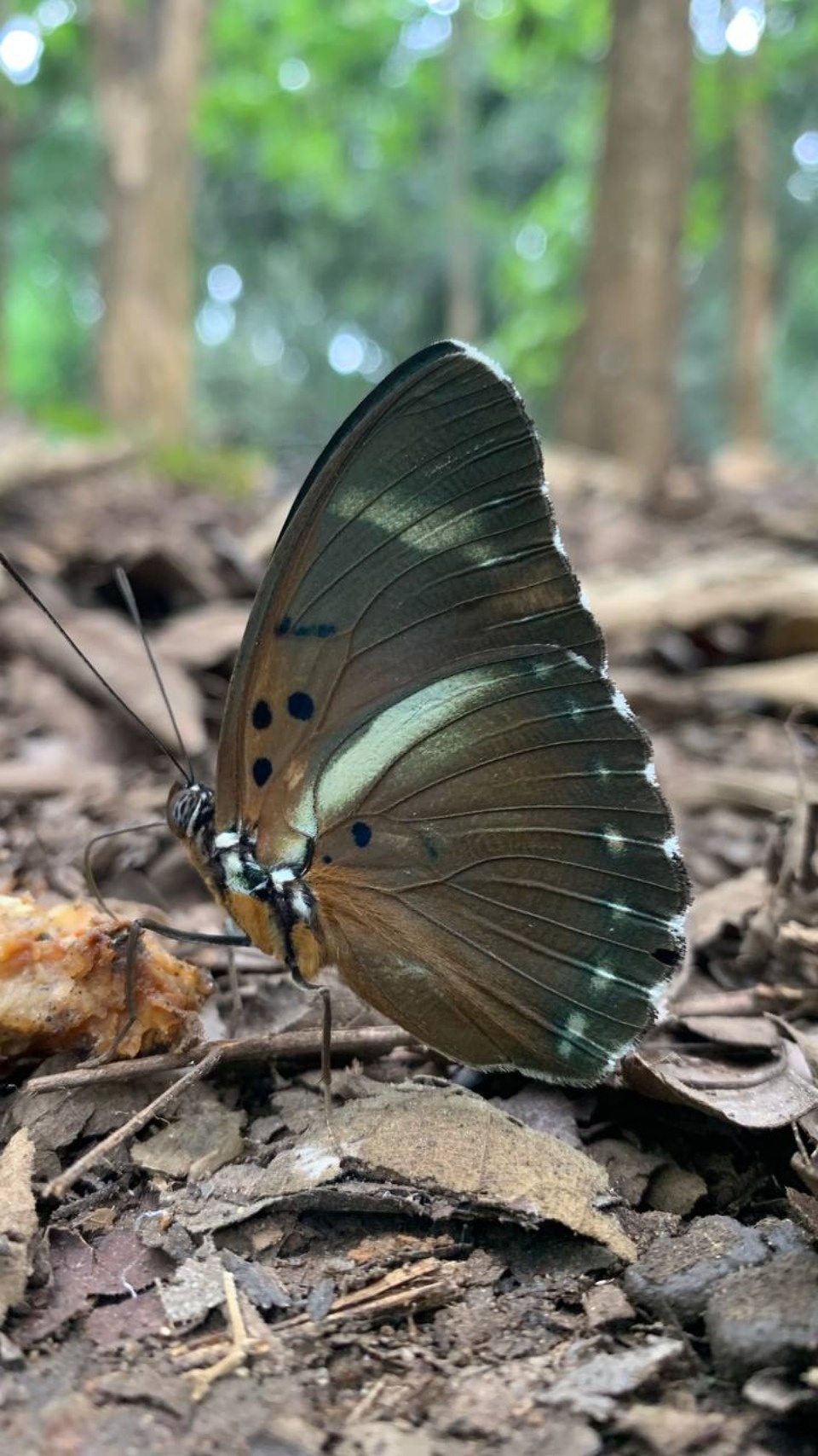 «Хотят или съесть, или убить»